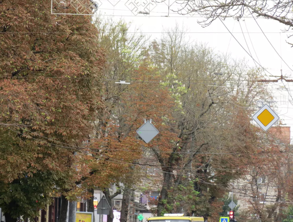 В Тернополе снова зацвели каштаны: фото